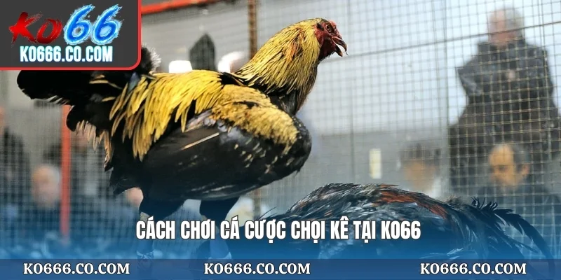 Cách chơi cá cược chọi kê tại KO66