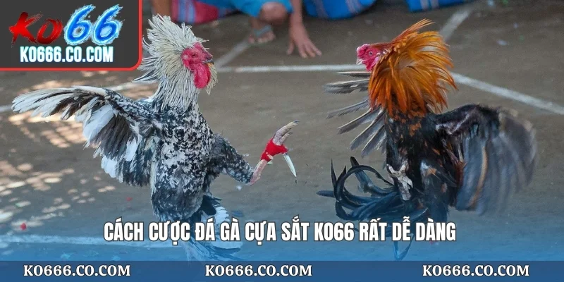 Cách cược đá gà cựa sắt KO66 rất dễ dàng