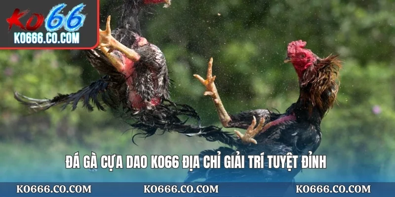 Đá gà cựa dao KO66 địa chỉ giải trí tuyệt đỉnh