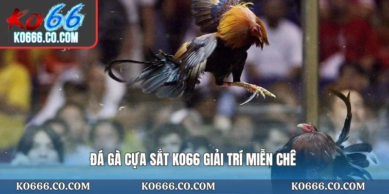 Đá gà cựa sắt KO66 giải trí miễn chê