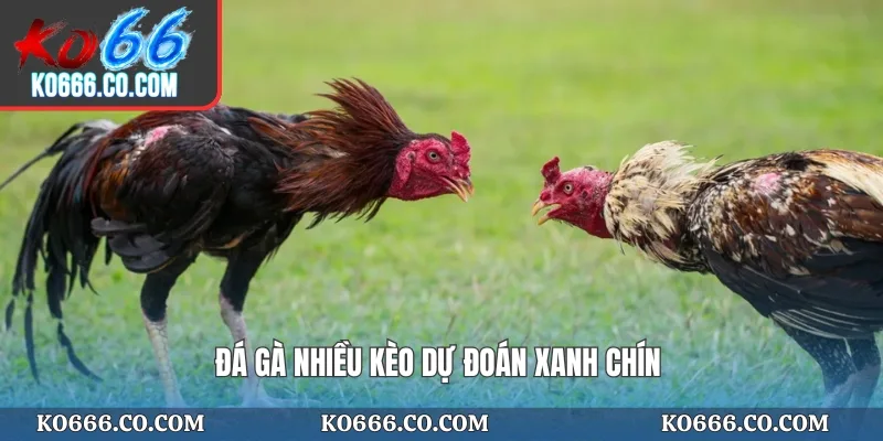 Đá gà nhiều kèo dự đoán xanh chín