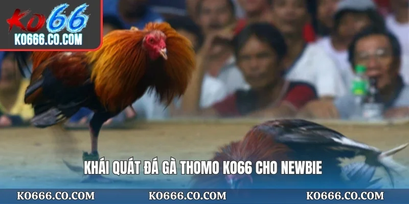 Khái quát đá gà Thomo KO66 cho newbie