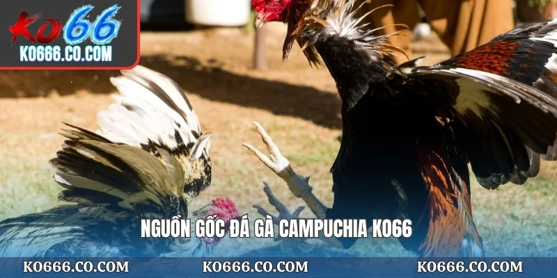 Nguồn gốc đá gà campuchia KO66