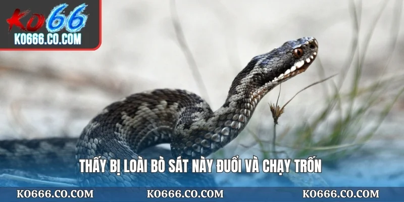 Thấy bị loài bò sát này đuổi và chạy trốn