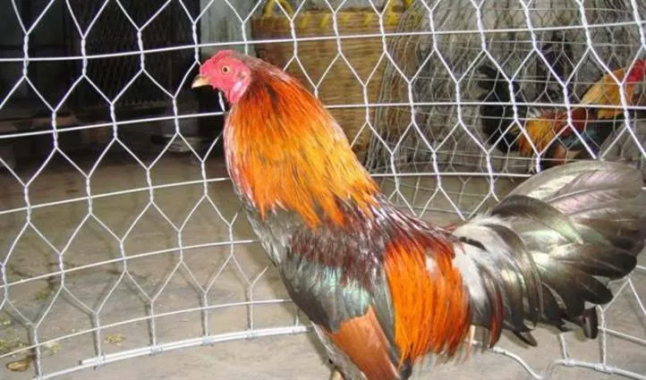 Thi đấu đá gà tre KO66