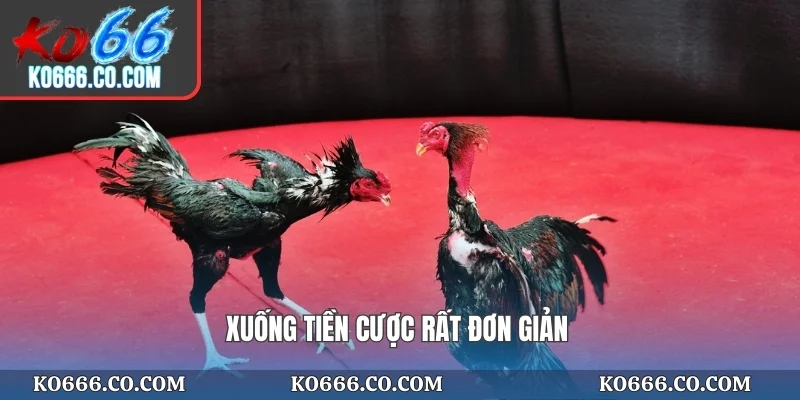 Xuống tiền cược rất đơn giản