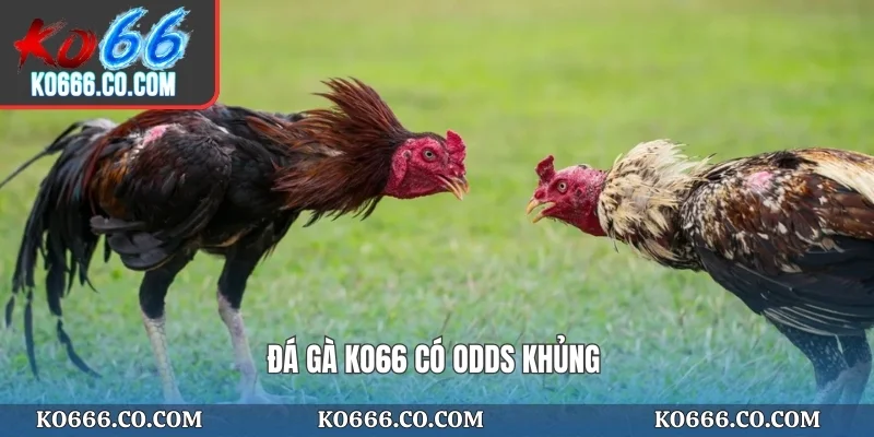 Đá gà KO66 có odds khủng
