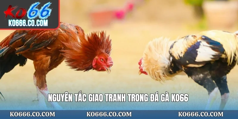Nguyên tắc giao tranh trong đá gà KO66